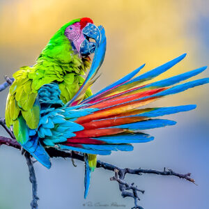 Bird Festival Puerto Vallarta