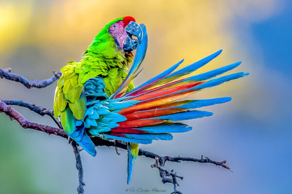 Bird Festival Puerto Vallarta