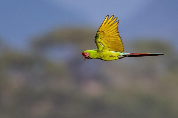 Tour Macaw Sanctuary & Vallarta Botanical Garden Saturday Feb/22/2025 - Image 2