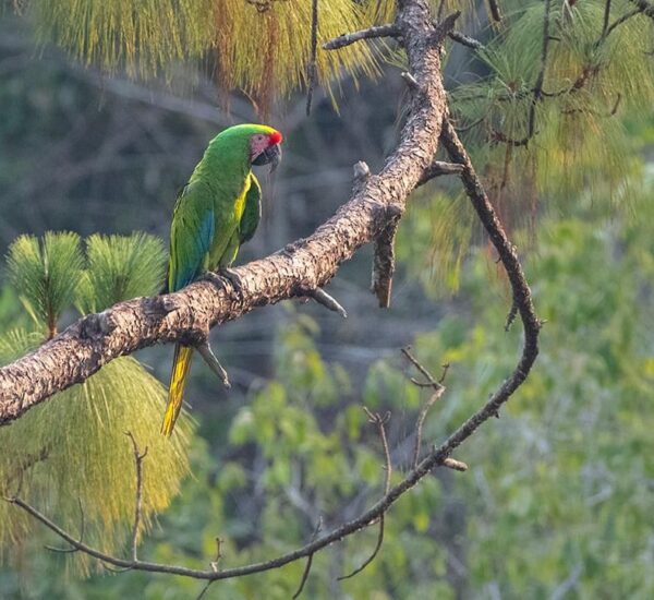 Tour Macaw Sanctuary & Vallarta Botanical Garden Saturday Feb/22/2025 - Image 3