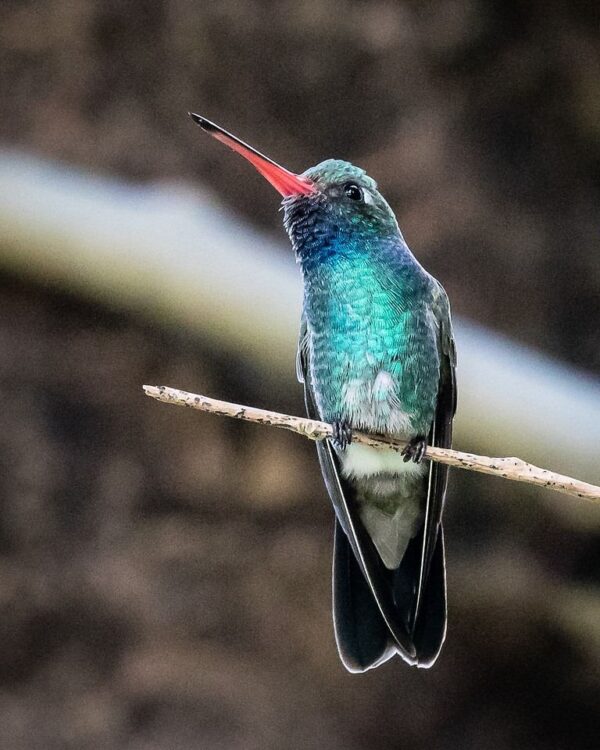 Morning Bird Walk at the VBG Sunday Feb/23/2025 - Image 2