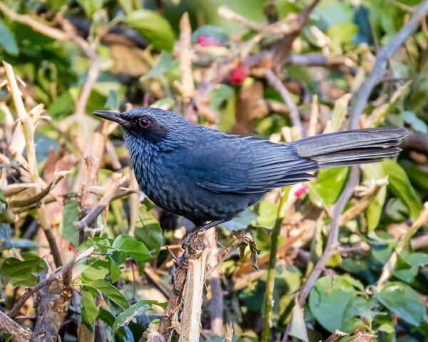 Morning Bird Walk at the VBG Sunday Feb/23/2025 - Image 4