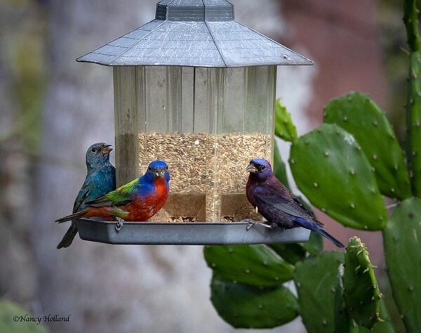 Morning Bird Walk at the VBG Sunday Feb/23/2025